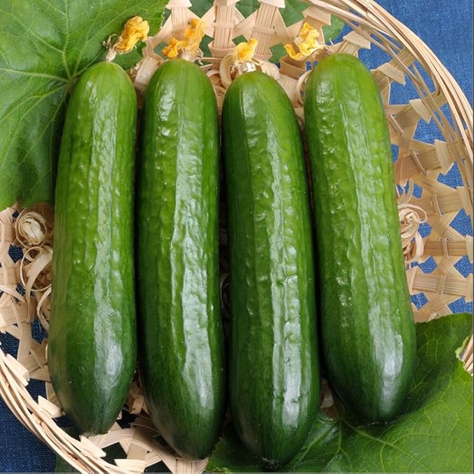 Seeds Cucumber Emelya - Open-Pollinated - Heirloom Vegetable - GMO Free