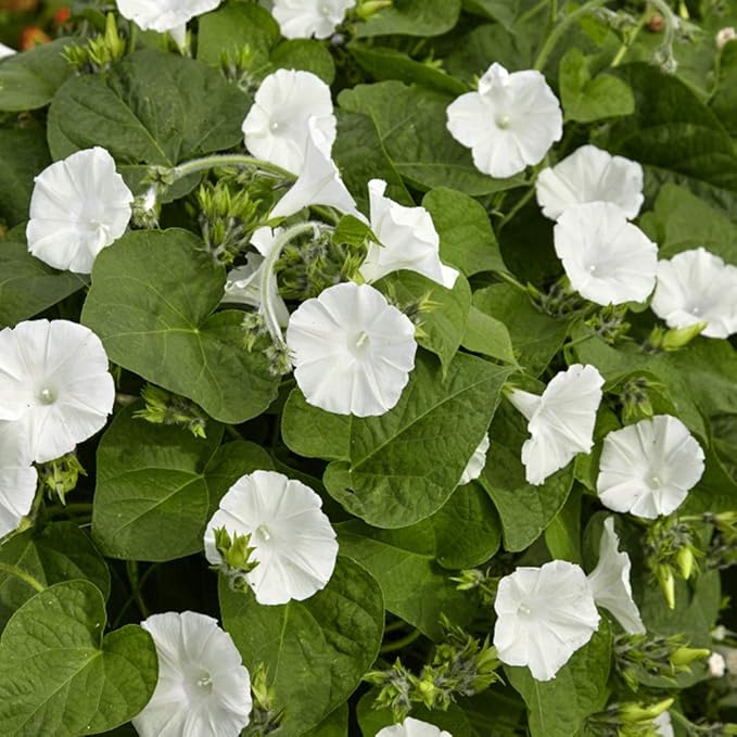 Outsidepride Ipomoea Alba Moonflower Seeds – 1 lb. Annual, Vining Flower Seeds for Planting, Fragrant Night-Blooming Climbers for Trellises, Moon Gardens, Night Pollinators & Outdoor Landscapes