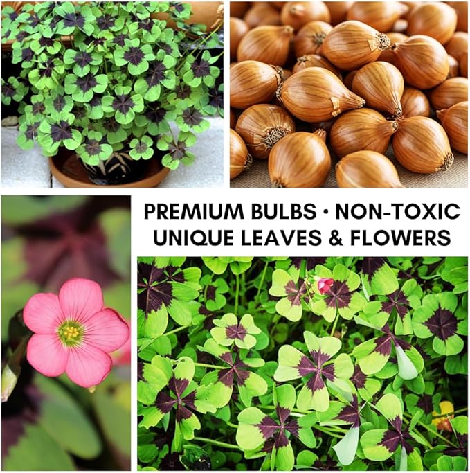 Iron Cross Shamrock Bulbs for Planting - Fast Growing Year Round Color Indoors or Outdoors - Oxalis Shamrock Bulbs for Good Luck (5 Bulbs)