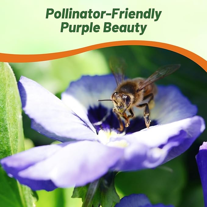 Outsidepride Purple & White Bicolor Beaconsfield Viola Pansy Seeds for Planting - 1,000 Pcs. Cold-Hardy & Pollinator Friendly Flowers with Fragrant Blooms for Garden Beds, Borders & Container Displays