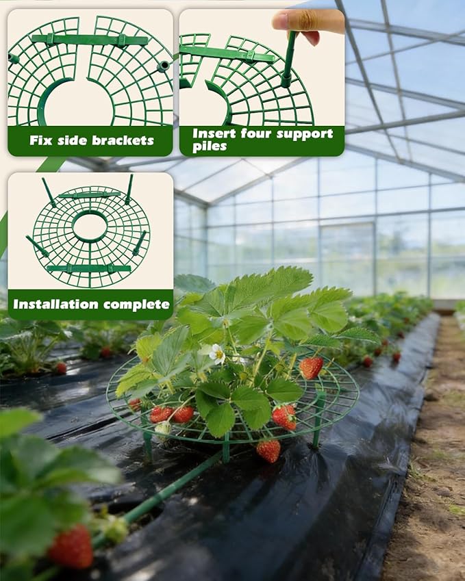 60Pack Strawberry Plant Support, Strawberry Holder for Garden to Keep Fruit Clean and Off The Ground - Large Metal Strawberry Growing Racks Frame for Easy Harvest