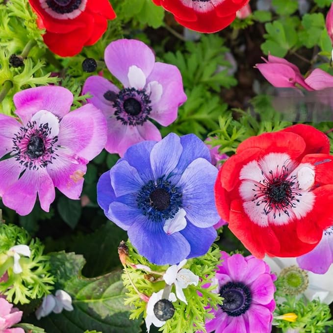 Lieutenant Anemone Flowers – 30 Bulbs | Vibrant Pink, Red, Blue, Purple & White Spring Blooms | Ideal for Cut Flowers, Garden Beds & Containers – Pollinator Friendly | Zones 3–10