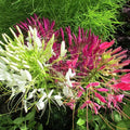 200+ Seeds Spider Plant Queen Mix Cleome - Flower Multicolor
