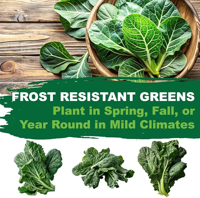 TKE Farms & Gardens - Georgia Southern Collard Green Seeds for Planting, 2 Grams, 225 Seeds, Non-GMO, Heirloom, Perfect Winter & Fall Vegetable Seeds, Includes Instructions, Brassica oleracea