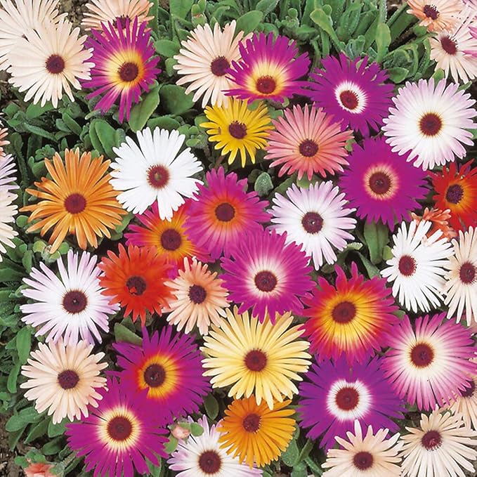 1000 X Mixed Lampranthus Spectabilis Seeds for Planting Easy to Grow Home Gardens Multicolor Wildflower Seeds Grow Coloured Garden Flowers Plants