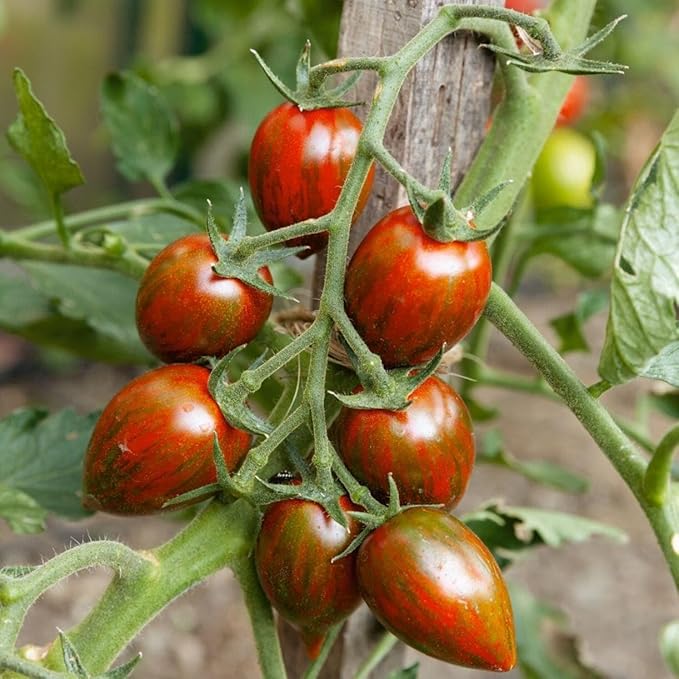 Brad’s Atomic Grape Tomato 0.25 Oz ~4,580 Seeds – Solanum lycopersicum – Open-Pollinated, Non-GMO, Indeterminate – Multicolored Cherry Tomatoes – Unique Sweet & Smokey Flavor