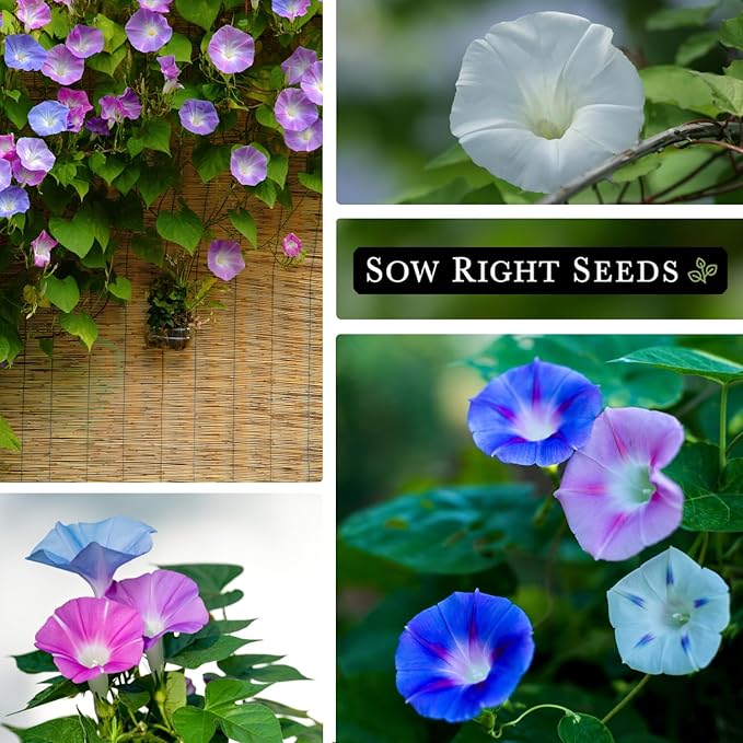 Sow Right Seeds - Tall Mixed Morning Glory Seeds for Planting - Non-GMO Heirloom Packet with Instructions to Grow - Perennial Vining Variety with Multi Color Blooms - Beautiful Trailing Decor (1)