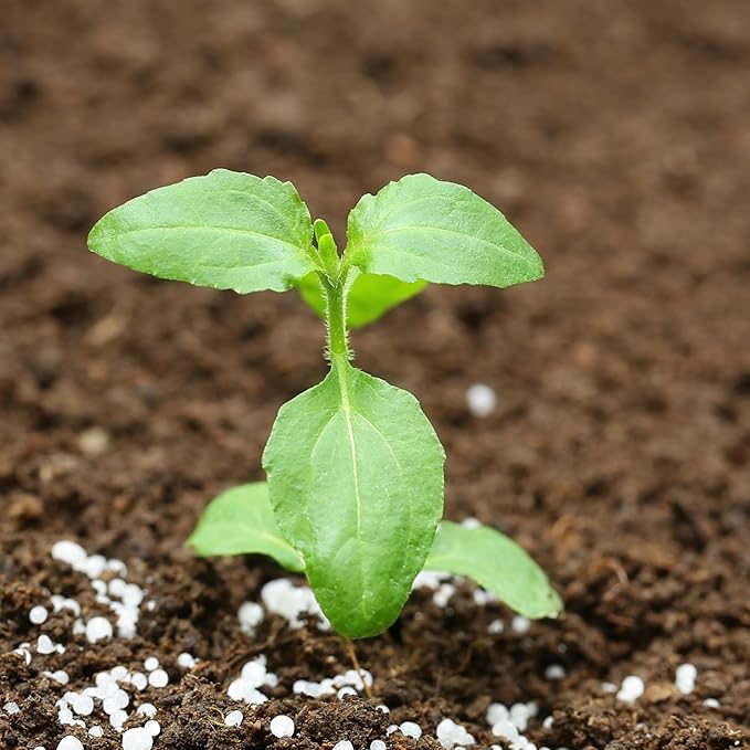 Seed Needs Holy Basil Tulsi Seeds for Planting - Non-GMO Heirloom & Untreated Medicinal Herbal Plants to Grow Indoors or Outdoors - Sacred Hindu Herbs (1 Pack)