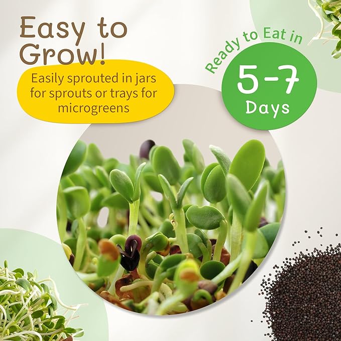 The Sprout House Broccoli Sprouting and Microgreen Seeds - Premium Organic Broccoli Sprouts, Non-GMO, High-Germination, Easy to Grow, Resealable Bag, Sulforaphane Rich Superfood,16oz