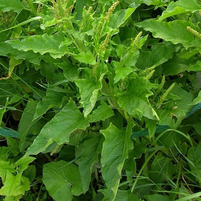 Palm Beach Medicinal Herbs - Good King Henry (Chenopodium Bonus-henricus) - Packet of 30 Seeds