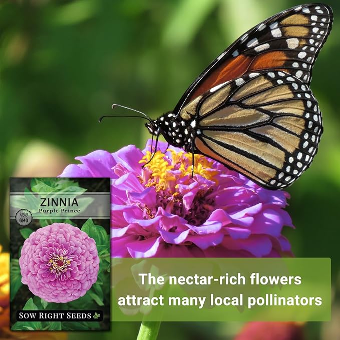 Sow Right Seeds - Purple Prince Zinnia Flower Seeds for Planting - Non-GMO Heirloom Seed - Heat & Drought Resistant - Huge Purple Blossoms - Beautiful to Plant in Your Garden - Cut and Come Again (1)