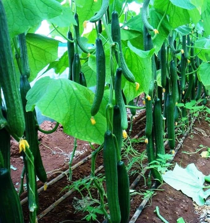 10+ Seeds Cucumber Chinese Miracle - Vegetable Open-Pollinated