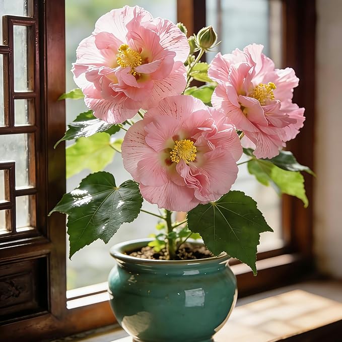 Double Peony Hibiscus grandiflorus Seeds for Planting, 206+pcs Rare Perennial Giant Hibiscus Grandiflorus Flower Seeds Plants, Non-GMO Heirloom Beauty Blooms Flowers for Home Garden Outdoors