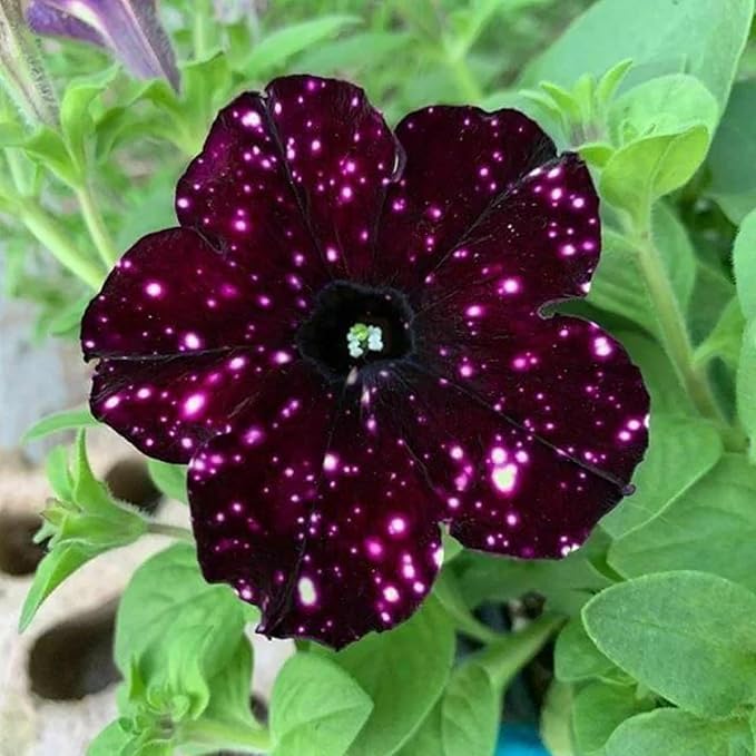 500+ Rare Night Sky Petunia Seeds - Dwarf Wave Petunia Flower Seeds for Planting Home Garden Non-GMO Heirloom Seeds