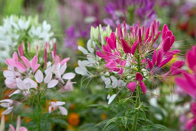 200+ Seeds Spider Plant Queen Mix Cleome - Flower Multicolor