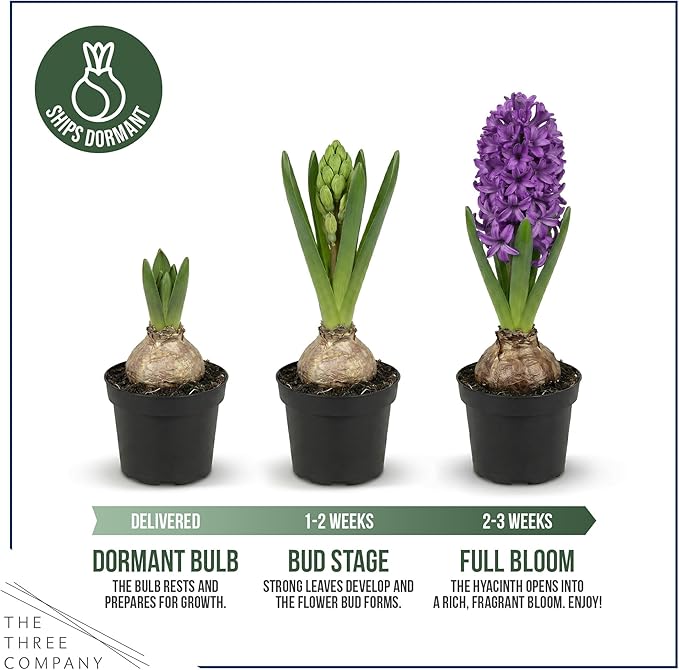 Live Flowering Hyacinth (4 Per Pack) - Purple, Beautiful Spring Bulbs, Ships Dormant in a 1 Pint Pot, Blooms in 2-3 Weeks