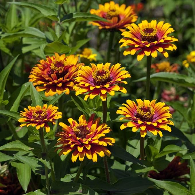 Outsidepride Zinnia Elegans Zowie Yellow Flame Seeds – 30 Pieces Annual, Heat & Drought Tolerant, Zinnia Flower Seeds w/Bicolor Blooms, Pollinator-Friendly for Garden Beds & Landscapes (AAS Winner)