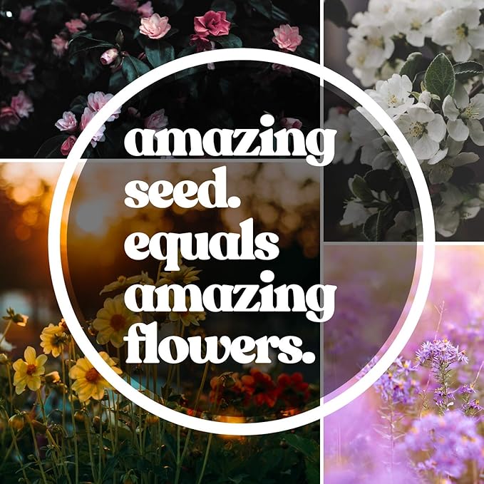 French Marigold Flower Garden Seeds - Durango Series - Mix - 1000 Seeds - Annual Flower Gardening Seed - Tagetes patula