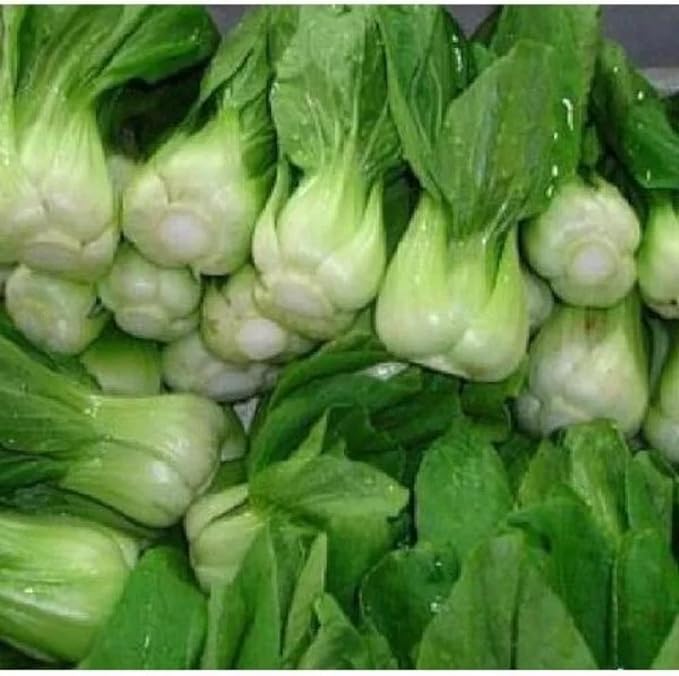 ZEshops All Year Round Organic Chinese Cabbage Seeds, 1000pcs, Non-GMO, High 95% Germination, Perfect for Every Season