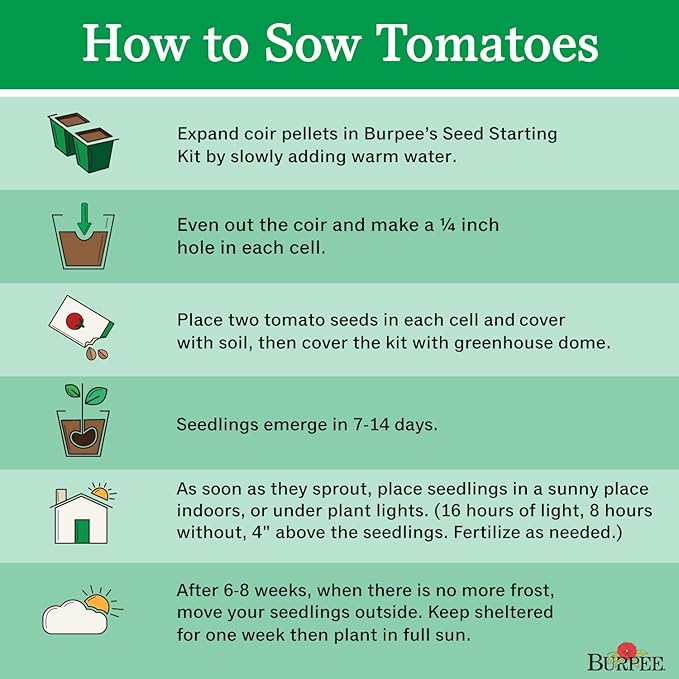 Burpee 'Black Pearl' Hybrid, Cherry Tomato, Extra Sweet Flavor, 30 Non-GMO Seeds