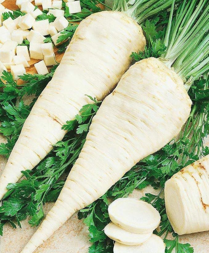 KIRA SEEDS - Seeds Sugar Parsley - Root - 2000 Seeds - Heirloom Herb - GMO Free