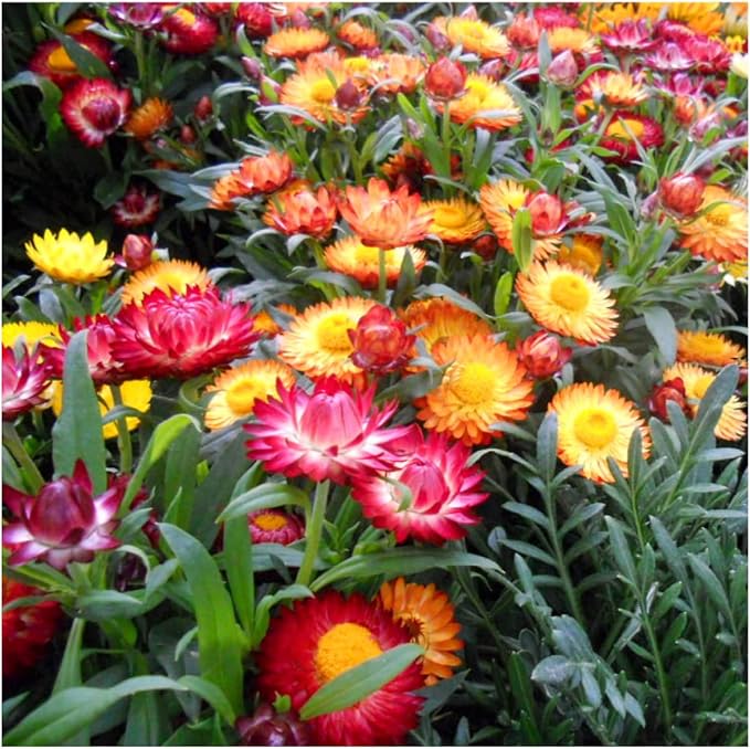 Seed Needs Strawflower Seeds for Planting - Heirloom & Open Pollinated Annual Flower Seed - Grow a Colorful Mix of Wildflowers for a Butterfly Garden, Bouquets & Floral Arrangements (5 Packs)