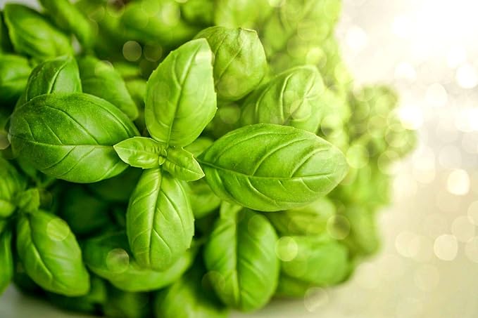 Large Leaf Basil Seeds 700+ Seeds for Planting Non-GMO