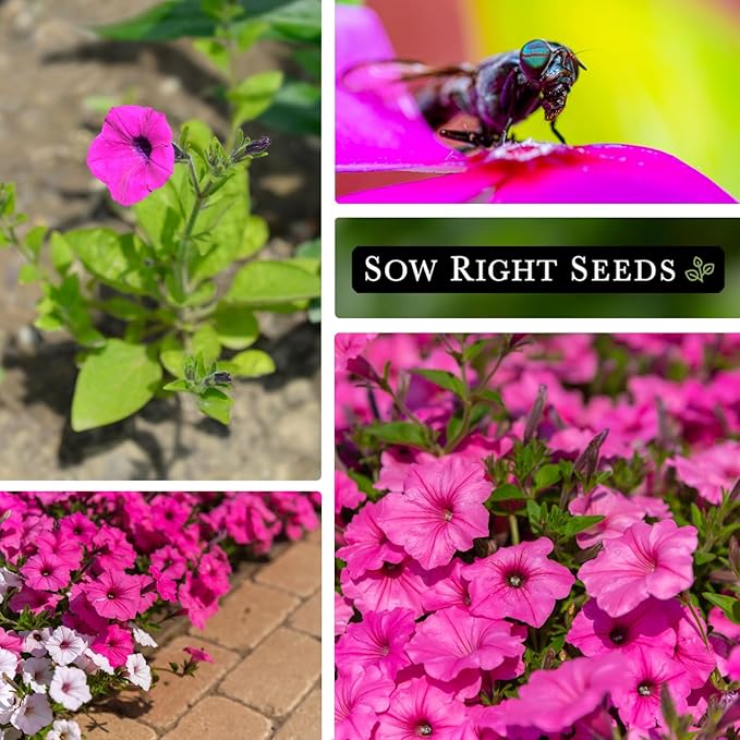 Sow Right Seeds - Petunia Wild Violet Flower Seed for Planting - Beautiful Flowers to Plant in Your Home Garden - Non-GMO Heirloom Seeds - Perfect for Outdoor Hanging Baskets - Great Gardening Gift