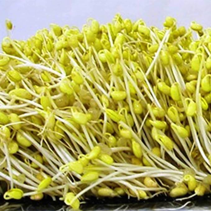 Organic Soybean Seeds – 1 Lb, Non-GMO – Perfect for Sprouting, Tofu, Food Storage, and Crop – Ideal for Vegetable Gardens – High Germination Rate, Great for Farm, Home & Gardening