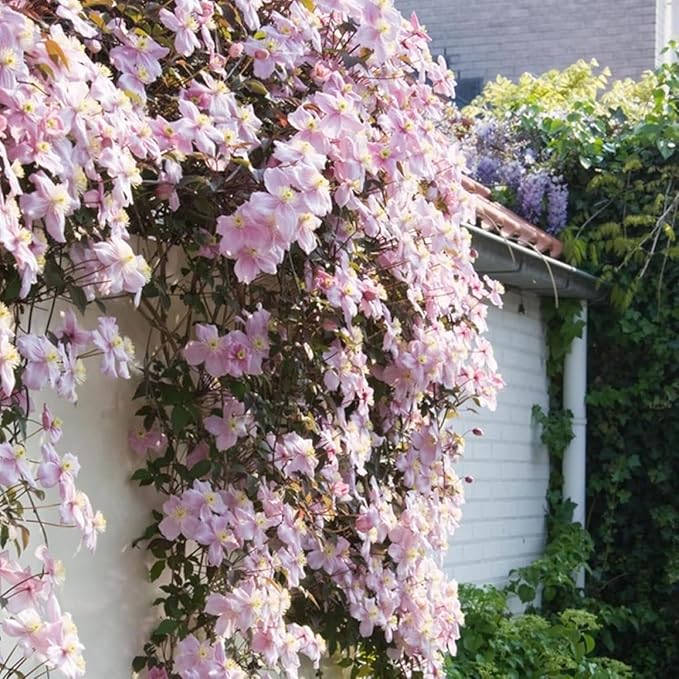 320+ Mixed Color Clematis Vine Plant Seeds, Clematis Seed for Planting Large Blooms Perennial Vine Clematis Flower Seeds, Easy to Growing