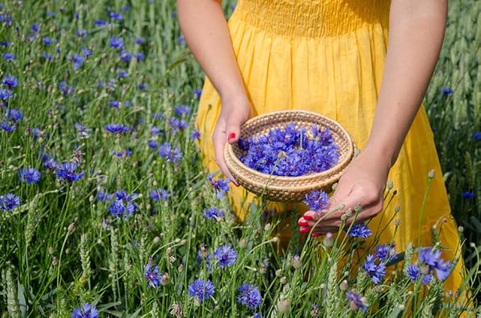 2000 Cornflower Seeds for Planting, Bachelor Button Blue Flower Seeds, Flower Seeds to Plant Outside, Perennial Wildflower Seeds
