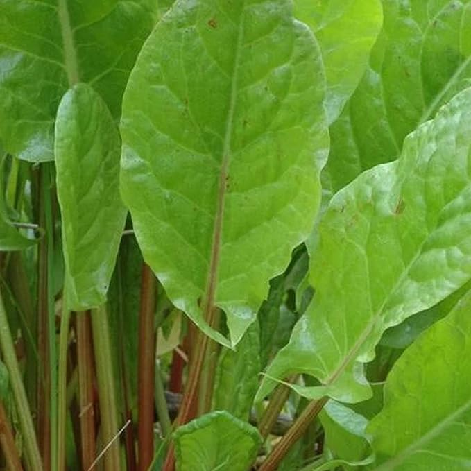 Organic Garden Sorrel 0.25 Oz Seeds – Non-GMO, Heirloom – 45 Days to Maturity – Mild Blonde-Green Leaves – Fast Growing Salad Green – Cold Hardy Perennial – Open-Pollinated – USA Grown