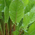 Organic Garden Sorrel 0.25 Oz Seeds – Non-GMO, Heirloom – 45 Days to Maturity – Mild Blonde-Green Leaves – Fast Growing Salad Green – Cold Hardy Perennial – Open-Pollinated – USA Grown