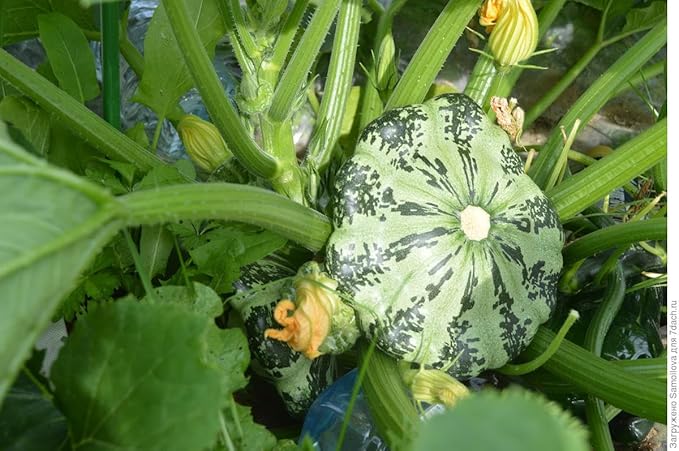 SeedsUP - 30+ Seeds Patty Pan Squash - Vegetable Green