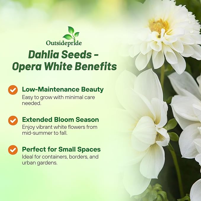 Outsidepride Opera White Dahlia Seeds for Planting - 200 Pcs Annual, Easy to Grow, Season-Long Flower Seeds with Colorful Blooms for Containers, Pots, Borders, & Gardens, Suitable as Cut Flower