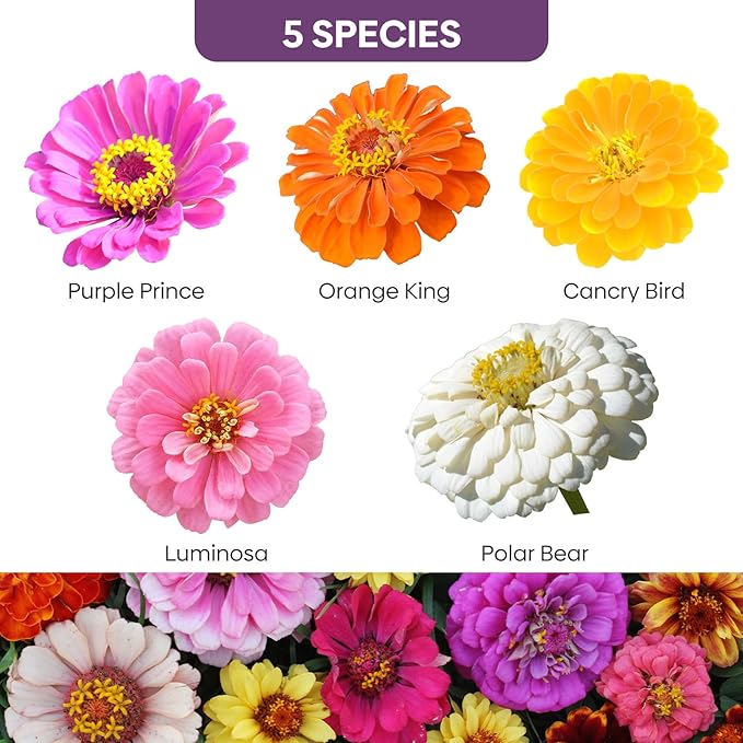 Zinnia Seeds Mix, 1 Oz, Over 3,000 Flowers Seeds, 5 Varieties (Pink, Yellow, Orange, White, Purple), Mixed Colors and Large Blooms,Open Pollinated - Bulk