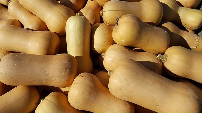 Waltham Butternut Squash Seeds,50 Count COOL BEANS N SPROUTS Brand. Heirloom. Non-GMO. Home Gardening.