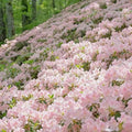 Dwarf Azalea Seeds for Planting, 30pcs Rare Azalea Rhododendron Perennial Flower Seeds Flower Plants, Non-GMO Heirloom Beauty Flowers for Home Garden Outdoors