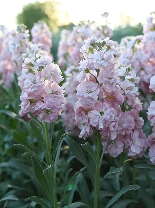 50pcs Mixed Column Stock Seeds Blossom Flowers Seed Flower Matthiola Incana Blossom Stock