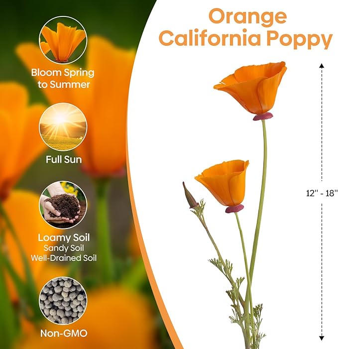 Groundio California Poppy Seeds, 1 Ounce Over 20000+ Seeds, Non-GMO | Heirloom | Sourced from USA- Eschscholzia Californica, USDA Zone 5-10