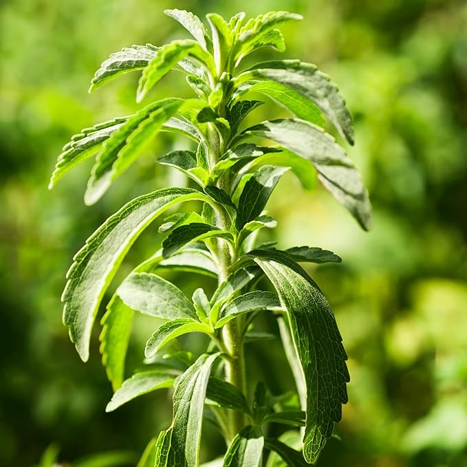 2 Stevia Plants Live, 5-9 Inch Tall, Stevia Seedlings for Planting Indoor Outdoor, Stevia Mint Herb