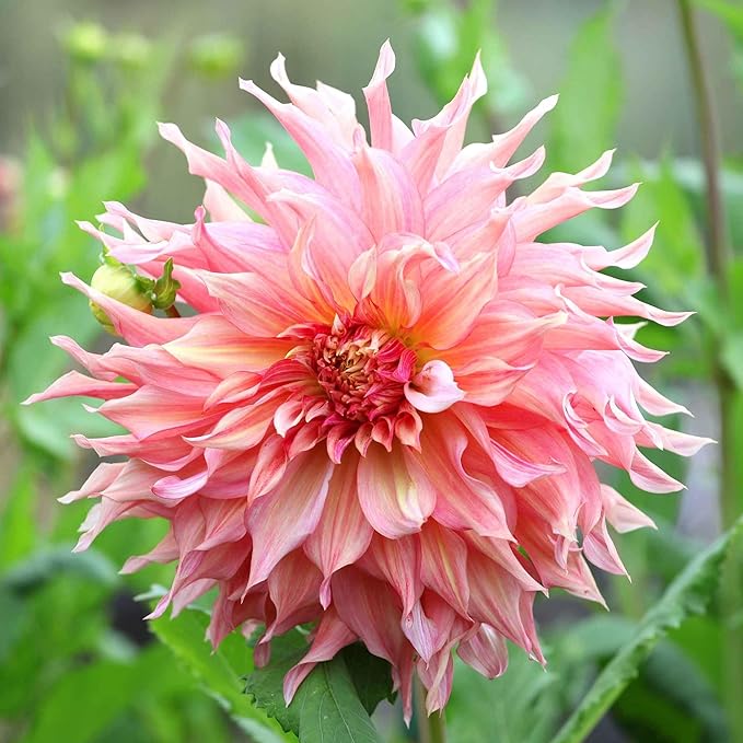 Eden Brothers Dahlia Bulbs (Dinnerplate) - Penhill Watermelon, Non-GMO Bulbs for Planting, 2 Bulbs | Low-Maintenance Flower Bulbs, Plant During Spring, Zones 8, 9, 10, 11