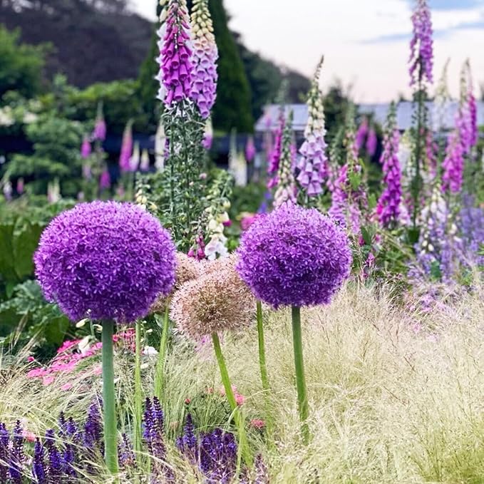 1000+ Purple Blue Rare Plant Flower Seed for Planting Giant Allium Seeds for Planting Globemaster Allium Giganteum Flower Seeds Outdoor Home Garden