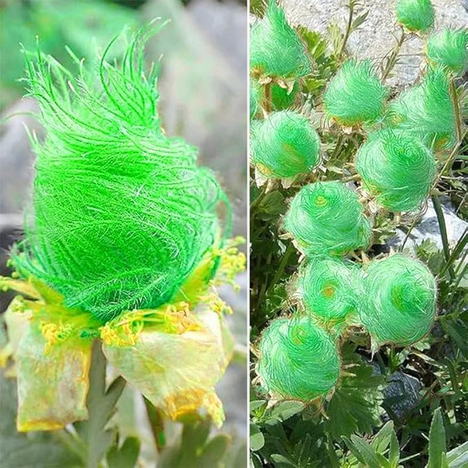 100+ Mix Rare Prairie Smoke Seeds for Planting - Rare Geum triflorum Seeds Native Wildflower