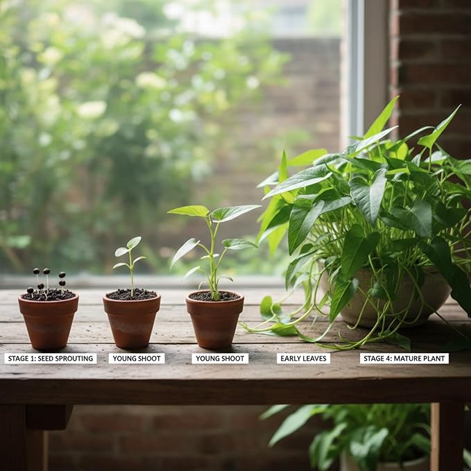 1000 Kangkong Seeds for Planting – Rau Muong Seeds Vietnam Variety – Kong Xin CAI Ong Choy Asian Vegetable for Filipino & Vietnamese Garden Growing
