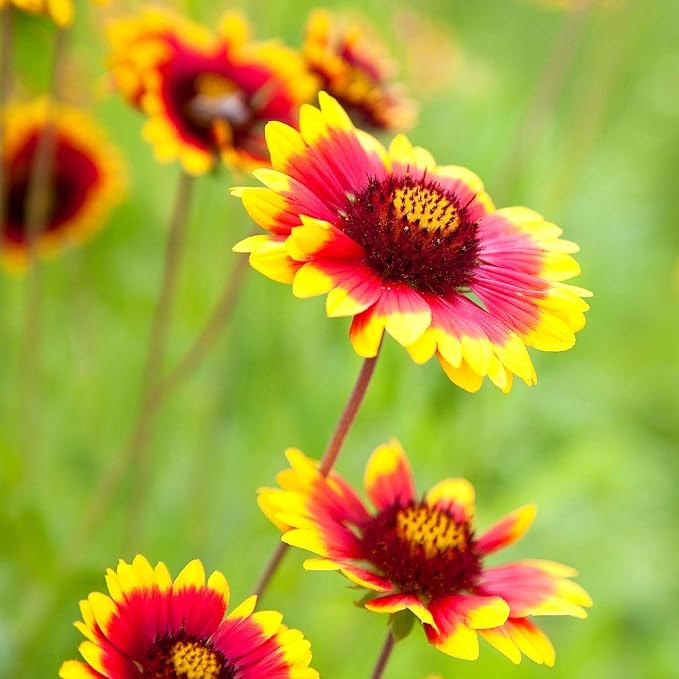 1000 Indian Blanket Flower Seeds for Planting 2 Grams of Seeds Gaillardia Pulchella USA Harvested pollinator bee Butterfly