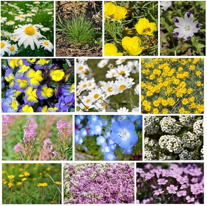 Alternative Lawn Wildflower Mix 7 Grams ~4,943 Seeds – Low-Growing Clover, Fescue & Flower Blend – Max 16" Height – Bee Friendly, No Mow, Drought Tolerant – Groundcover Lawn Replacement