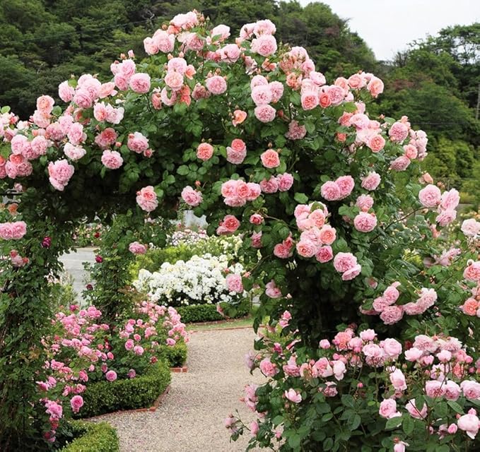 100+ Mix Climbing Rose Seeds for Planting Outdoors Ornamental Climbing Flowers Rosa Bush Vine Climber Long-Blooming