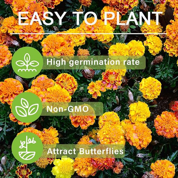 980+ Perennial Marigold Flower Plant Seed Outdoor-Attracts Bees&Butterflies Fragrant Butterfly