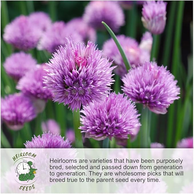 Seed Needs Winter Savory Seeds for Planting - Non-GMO Heirloom & Untreated Perennial Herb Seed to Plant a Culinary Kitchen Garden Indoors or Outdoors (1 Pack)